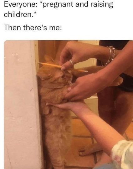 Family measuring growing orange longcat that is long