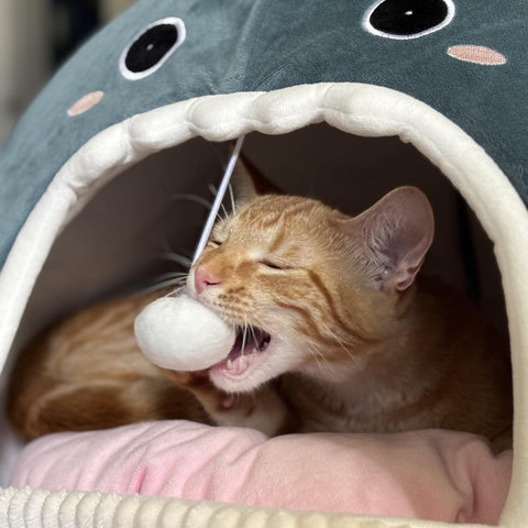 A young orange tabby cat in a cat bed. A toy dangles from the top of the opening of the bed. The cat is biting the small toy, its eyes are closed slightly.