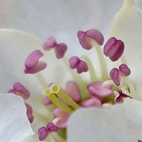 A spring white flower close up with pink anthers. 