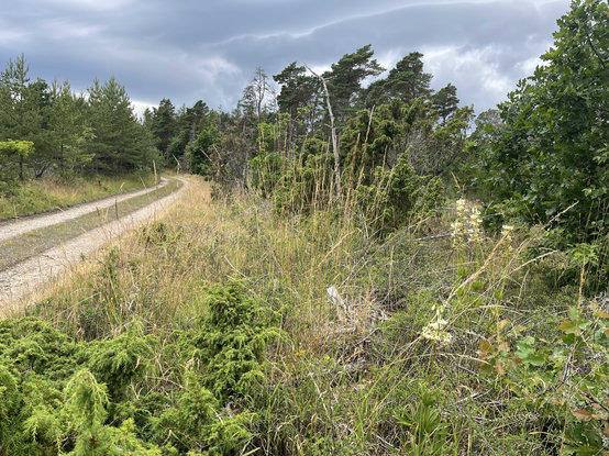 Grusad skogsväg med björksly, enar o tallar. I vägkanten fyra höga vita krolliljor
