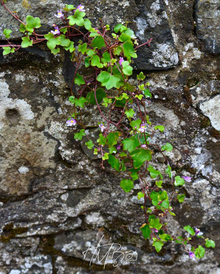 Ivy leafed toadflax; a very pretty little plant that grows on walls. It has green ivy shaped leaves, reddish stems and small pinky coloured flowers.