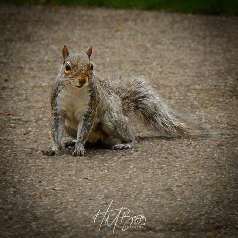 The inevitable Grey Squirrel. I suspect this was a youngster, as its tail was quite scant, it was fairly small and thin, and didn’t seem to be particularly aware of humans, or dogs. It is sitting on a gravel path and almost blends with the path.