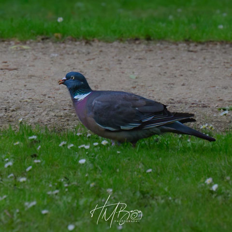 A standard wood pigeon in the grass and daisies beside a gravel path. It has a pink breast, white collar, and soft blue-gray colouring over its wings and back.
