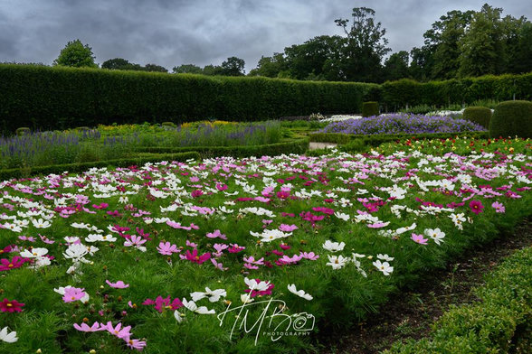 A view across some of the flower beds in the formal gardens at Clotworthy. There are no insects to be seen at all in this photo, despite a large assortment of different colours and shaped flowers, many of which are insect attractants.