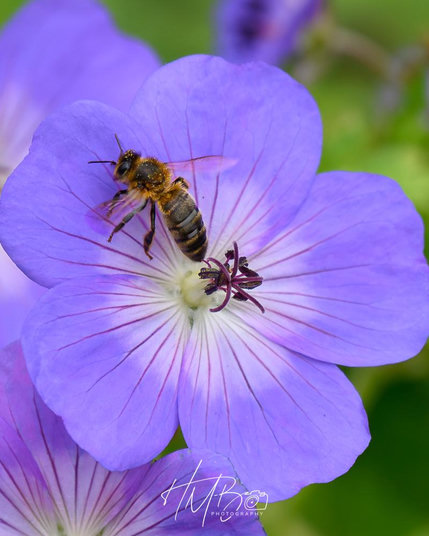 A honeybee leaving an open flat petalled blue flower, after checking for any nectar or pollen.