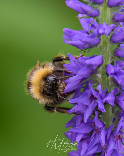 A white-tailed bumblebee on a vertical stem of bugle shaped blue flowers.