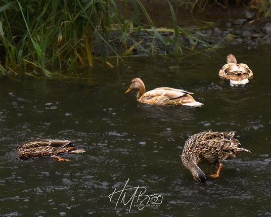 An adult duck on the left with its head underwater as it searches for food. Another duck stands in shallow water with its beak in the water, also looking for food. Two ‘teenage’. Ducklings are growing in their adult plumage in the background. They are quite pale coloured compared to the adults.