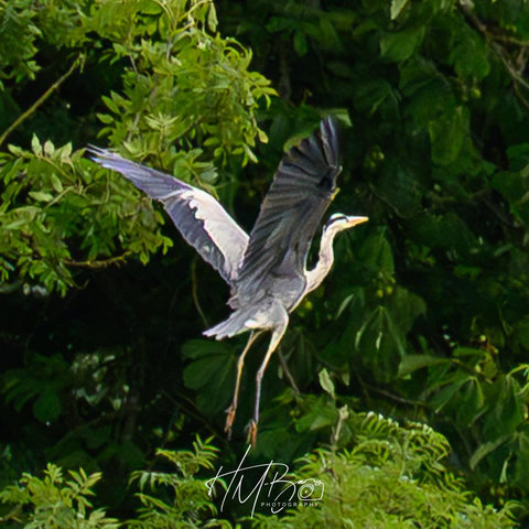 A Grey Heron flying into the trees, to try and escape being mobbed by a gull.