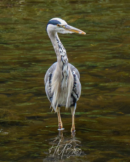 The grey heron moves again, and is in a different part of the stream, hoping to catch something to eat. A person with a mobile phone came down the bank close to it, so it had to fly off _again_. The bird is looking to the right, and looks rather irritated.