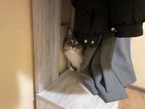 Nova is sitting on the shoe storage behind Alice's coat, being cute and owo