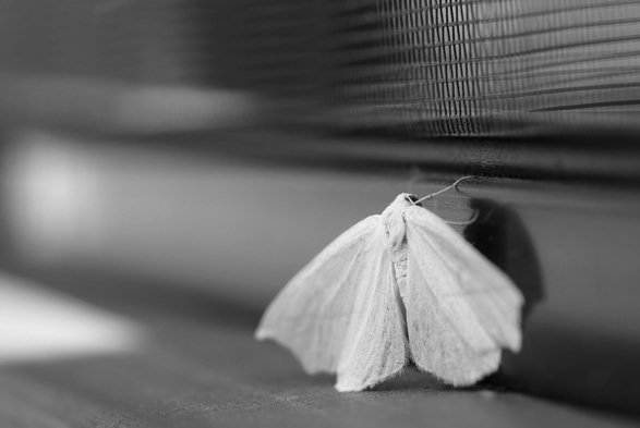 A black and white macro photograph of a moth perched on a window frame, clinging vertically to the edge of the screen, the mesh of which is partially visible at the top of the image. The moth is completely white, hairy, particularly on its head, with a sort of white mane, and its open wings have a slightly powdery texture. Its shadow is visible beneath it. The photograph is taken slightly from the side, and the rest of the window frame stretches into the background, illuminated by sunlight.
Photographie macro en noir et blanc d'un papillon de nuit posé sur le cadre d'une fenêtre, s'accrochant à la verticale sur le rebord du moustiquaire, dont le grillage est en partie visible dans le haut de la photo. Le papillon est complètement blanc, poilu particulièrement sur sa tête, avec une sorte de crinière blanche, et ses ailes ouvertes ont une texture un peu poudreuse. Son ombre est visible sous lui. La photo est prise légèrement sur le côté et le restant du cadre de fenêtre s'étire en arrière-plan, avec la lumière du soleil qui vient l'éclairer.