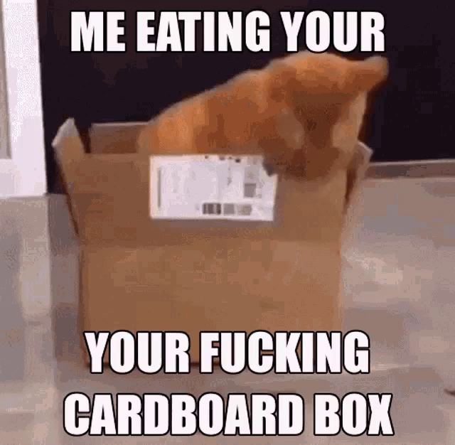 Eine beschleunigtes Video eines roten Katers, der in einer Pappschachtel sitzt und diese zerfetzt und frisst. Als Caption steht:

ME EATING YOUR

YOUR FUCKING
CARDBOARD BOX