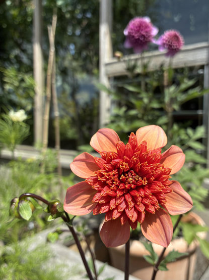 A photo of a dahlia flower, with orange-pink outer petals surrounding a double rust coloured centre. Other buds on slender, slightly drooping stems still to open. Behind, out of focus, are two taller bluish purple dahlia flowers and to the left a cream coloured cosmos. In the background is a wooden framed greenhouse