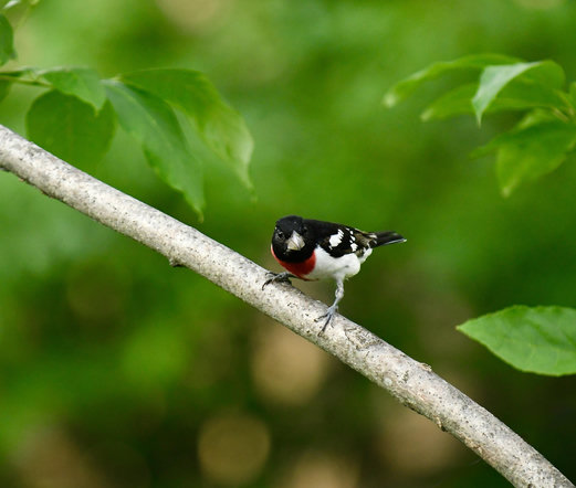 Rose-breasted grosbeak standing on a branch, legs a bit wide as if it is ready for action (it was, flying down to feeder a few seconds later). Green foliage all around much of the distant leaves out of focus from the long lense's bokeh and shallow depth of field (f2.8).