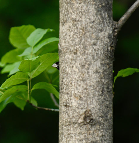 Just your basic photo of a tree trunk, some leaves off to the side, and a Grosbeak peeking around the edge with a lot of beak and a bit of beady eye.
