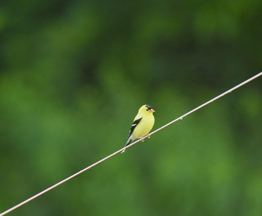Goldfinch on thin, faded red wire in front of mottle green/black out of focus woods. The finch seems to be frowning. Or maybe it's the awkwardly arranged black toupee?