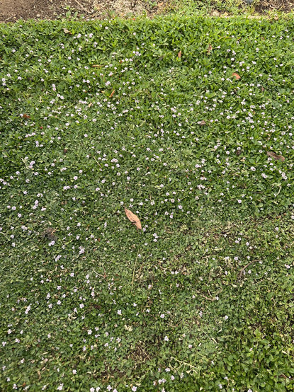 Kurapia is a low water use ground cover replacement for grass that grows flowers. 