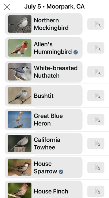 Merlin Bird ID list

July 5 • Moorpark, CA
Northern Mockingbird
Allen's Hummingbird
White-breasted Nuthatch
Bushtit
Great Blue Heron
California Towhee
House Sparrow 
House Finch