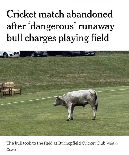 Screenshot from The Athletic with headline “Cricket match abandoned after ‘dangerous’ runaway bull charges playing field” with a photo of a bull standing on a cricket pitch.