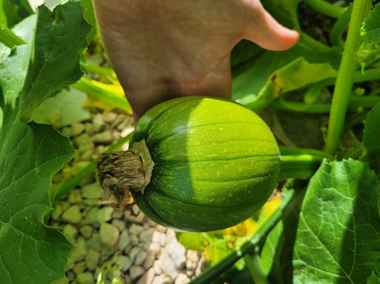 A magnificent baby pumpkin. It's still green and looks a bit like a mini water melon. It is the size of my hand.