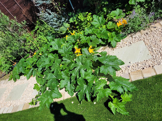 My pumpkin patch running wild across my garden because I want to see how nuts it will go. I have started trimming the tertiary arms though because I fear our new overlords.