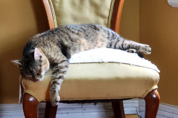 A small tabby cat sleeps flopped over on an upholstered yellowchair. She looks completely boneless, like a rag doll. 