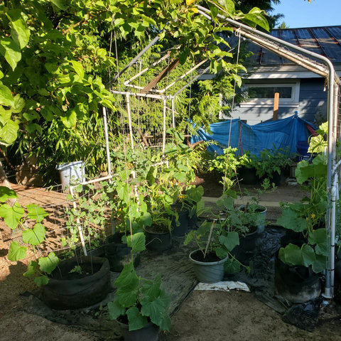 A lush garden with various plants growing in pots and against trellises, featuring vibrant green leaves, vines, and a blue tarp in the background.