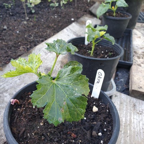 Close-up of young okra plants in black pots, with a large, lobed leaf in the foreground and two smaller plants in pots behind it, with a plant markers labeled "Okra".