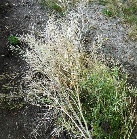 A pile of dried, pale yellowed mixed Asian greens plants with seed pods lies next to a cluster of same type of plants with seed pods on dark, dry soil, in our backyard.