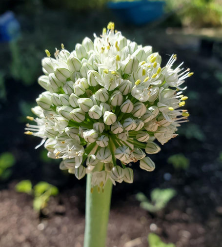A close-up of a blooming yellow onion flower head with many small white florets and yellow anthers, set against a blurred backyard garden background.