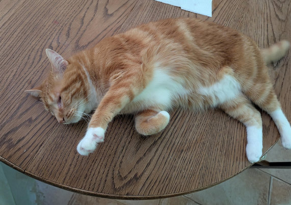 One-eyed orange cat with white belly and paws mid-flop on a circular dining table.