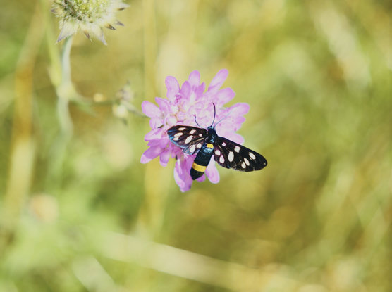 Handmaid on a violet flower with yellowish green bokeh, lower austria