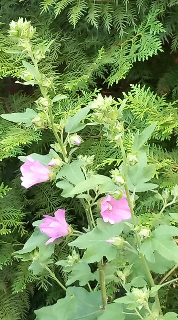 Rosa stockros och cypress 