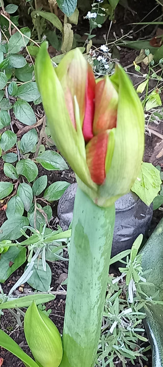 Julens amaryllis utplanterad i rabatten 