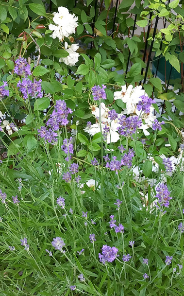 Lavendel och honungsros