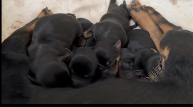 A picture of nursing Lancashire heeler-puppies