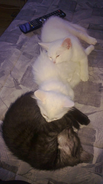 Tre kattungar, en svart och två vita,  ligger på rad i en soffa och använder varandra som huvudkudde 