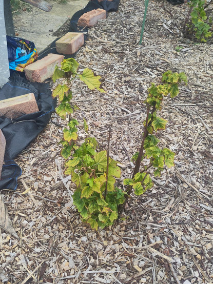Photo of a currant "bush" with only a few short stems and they have leaves on but they're crowded and discoloured and there's not a single currant.