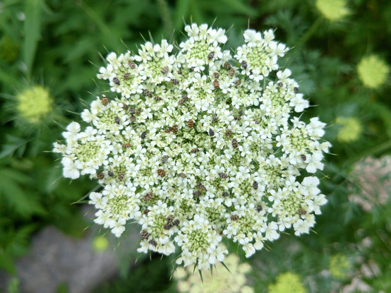 Top-down view of a round white Queen Anne's Lace (wild carrot) flower composed of many little umbels. It is covered with dozens of little mottled brown oval beetles, varied carpet beetles (Anthrenus verbasci), feeding on nectar/pollen.