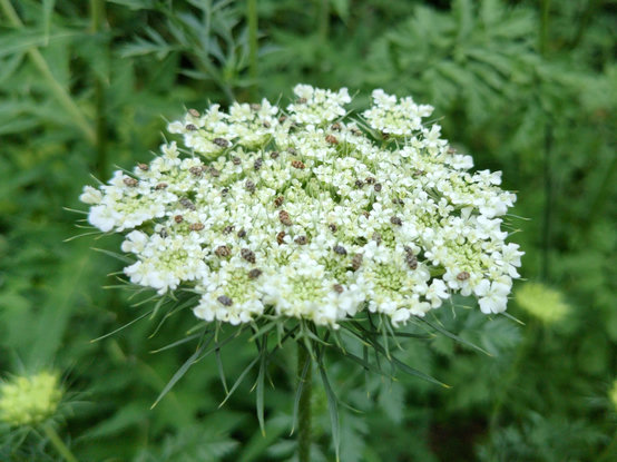 A more side-facing view of the same flower.