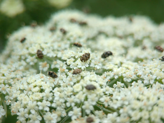Close-up of varied carpet beetles on Queen Anne's Lace. Up close you can see they have tiny white, yellow-brown, and dark brown scales covering their bodies, forming the pattern.