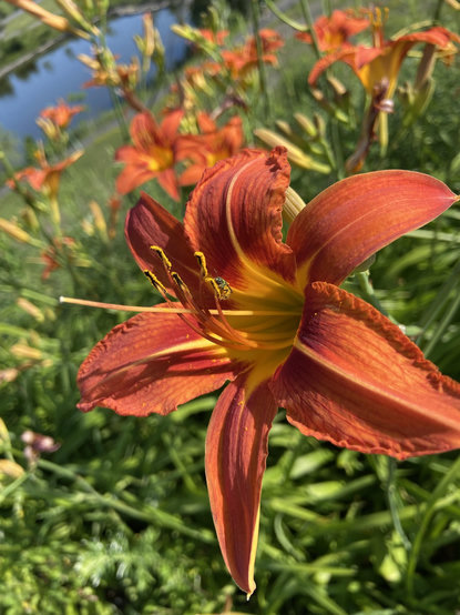 Vibrant orange ditch lilies surrounded by their own bright greenery, with a big blue pond below in the distance. A small green metallic sweat bee is on the closest flower, covered in yellow pollen. 
