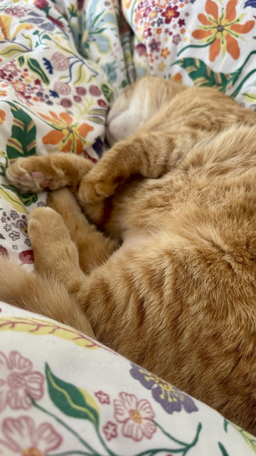 photo of an orange cat deeply asleep on a floral IKEA duvet. she is a tangle of plushy paws and floofy fur, her little head tucked into the fold of the sheets to keep out light, only her white chin jotting out 