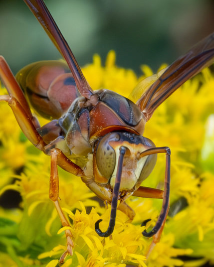 Macro photo of a paper wasp on top of a yellow wildflower. The wasp is a dark red color and its eyes have a hexagonal pattern. Its antennae are pointing down in front of it and curved like fish hooks.