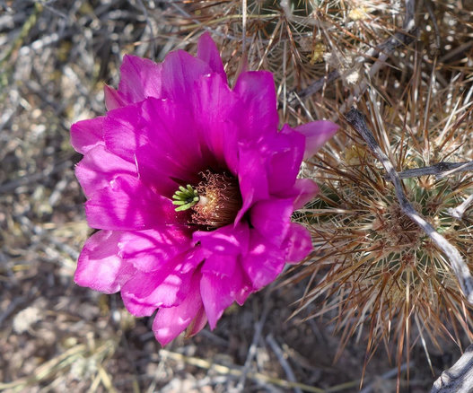 A color photo of a delicate purple cactus flower.The flower points toward the left and cactus spines are seen in the right background. The center of the flower has tiny squiggly stamens. And there's a small green looking flower like structure in the center.