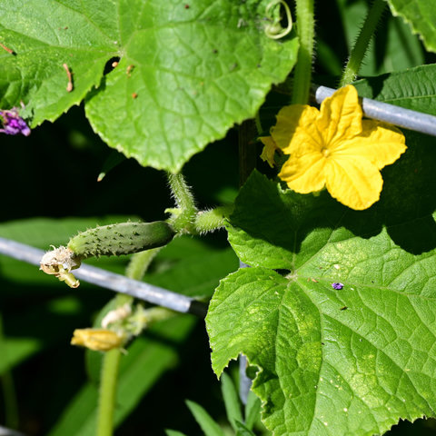 The first cucumber of the year that might be pollinated. It is a 'Muncher' cucumber or cross from saved seeds... or a Similar one with new bought seeds.. Burpee burpless beauty maybe? The OG munchers didn't produce much seeds so I brought some new ones into the mix. I did not plant any Marketer cucumbers or saved seeds from this year because they are heavy nutrient dependent and or just die out after producing a few rounds, or maybe they just don't like the heat.