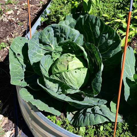 A very large cabbage growing in a raised bed. It's light green colored on the head with the outer leaves spread out and darker green. It's spread over half the bed width so more than 2 feet and probably closer to 3 ft.