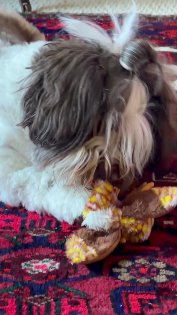 A brown and white Havanese dog explores a new toy: an unstuffed cloth rooster. The red bit on top gets special attention. Mid-chew, he hears something about food in the other room and goes to investigate. (There is no sound in this video.)