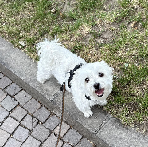 My dog Rambo, a toy Maltese, smiling at me.