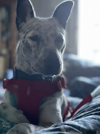A blue heeler in his red harness sits on a chair. Soft light from window backlights him, catching many of his short hairs. His eyes are resigned and patient